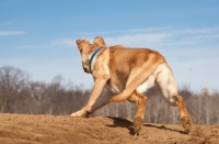 Picture of Labrador running