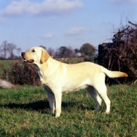 Picture of labrador side view