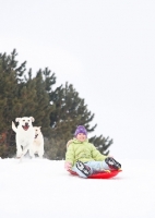 Picture of Labradors running after a sleigh