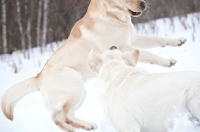 Picture of Labrador