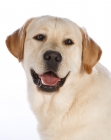 Picture of labrador