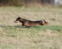 Picture of little dog running in grass