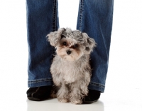 Picture of little dog sitting at owner's feet