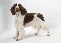 Picture of Liver & White English  Springer  Spaniel, Australian Champion on white background