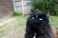 Picture of long-haired cat in garden