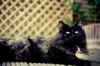 Picture of long-haired cat lying on decking