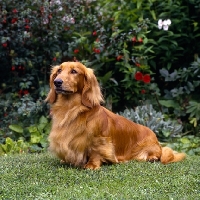 long coat dachshund