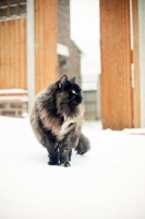 Picture of long haired non pedigree cat