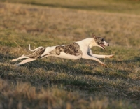 Picture of long slender dog running in field