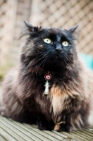 Picture of longhaired mongrel cat