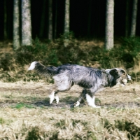 Picture of lurcher on the move on woodland path