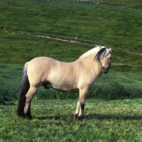 Picture of Maihelten 1692, Fjord Pony in Norway