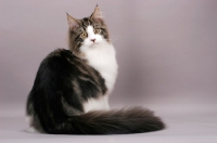 Picture of Maine Coon, brown tabby & white colour