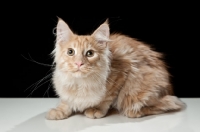 Picture of Maine Coon cat lying down, looking at camera