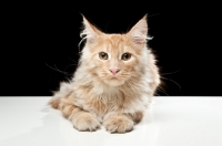 Picture of Maine Coon cat lying down on white table