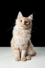 Picture of Maine Coon cat sitting, looking at camera