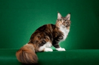 Picture of Maine Coon cat sitting on green background