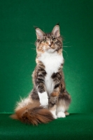 Picture of Maine Coon cat standing on green background