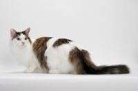 Picture of Maine Coon crouching down, Brown Mackerel Tabby White