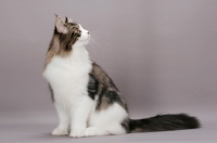 Picture of Maine Coon looking up, brown tabby & white colour