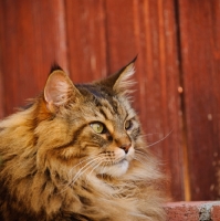 Picture of Maine Coon lying by red wood fence. 