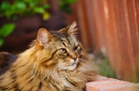 Picture of Maine Coon lying by red wood fence. 