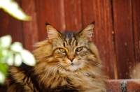 Picture of Maine Coon lying by red wood fence. 