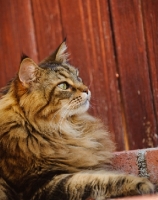 Picture of Maine Coon lying by red wood fence. 