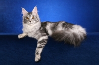 Picture of Maine Coon on blue background