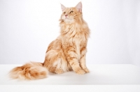 Picture of Maine Coon sitting in studio