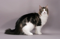 Picture of Maine Coon standing, brown tabby & white colour