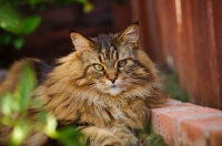 Picture of Maine Coon