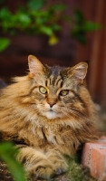 Picture of Maine Coon