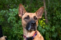 Picture of Malinois mixed breed dog head shot with greenery background.