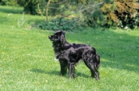 Picture of Markiesje on grass