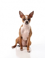 Picture of mixed breed dog on white background