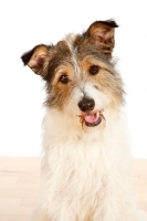 Picture of Mixed breed dog