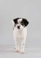 Picture of Mixed breed puppy in studio.