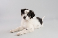 Picture of Mixed breed puppy in studio.