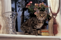 Picture of moggie kitten sitting on window sill