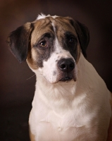 Picture of mongrel dog in studio, portrait