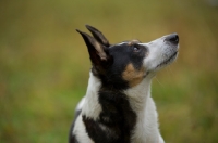 Picture of mongrel dog looking up