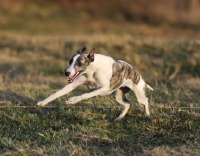 Picture of mongrel dog running in field