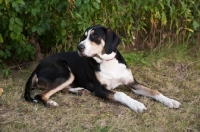 Picture of mongrel lying down  with greenery background