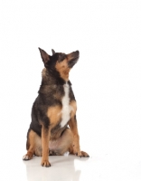 Picture of mongrel on white background