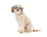 Picture of Mongrel on white background