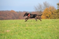 Picture of Mongrel running in field