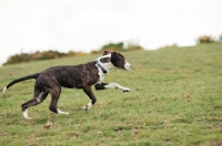 Picture of Mongrel running