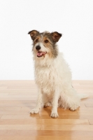 Picture of Mongrel sitting on wooden floor