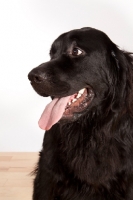 Picture of Newfoundland mixed breed portrait